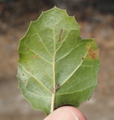 Quercus agrifolia agrifolia