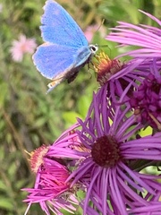 Polyommatus bellargus
