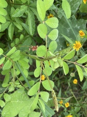 Indigofera