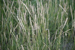 Sporobolus virginicus