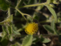 Blumea oxyodonta