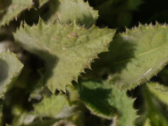 Blumea oxyodonta