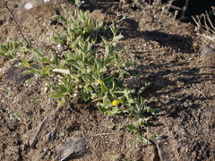 Blumea oxyodonta