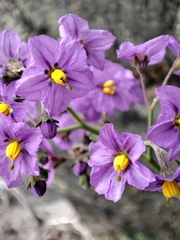 Solanum pinnatum