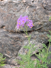 Solanum pinnatum