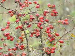 Rosa rubiginosa