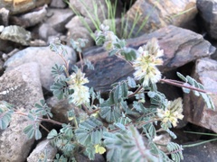 Dalea mollis