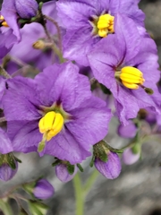 Solanum pinnatum