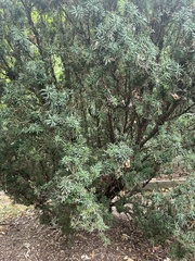 Taxus cuspidata