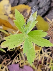 Anemonastrum canadense
