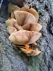 Pholiota aurivella
