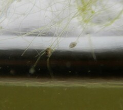 Ostracoda
