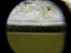Ostracoda