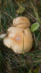 Cystoderma aureum