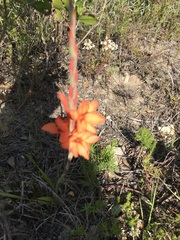 Watsonia stenosiphon