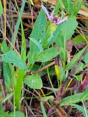Symphyotrichum laeve