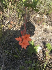 Watsonia stenosiphon
