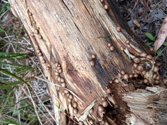 Apioperdon