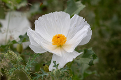 Argemone pleiacantha