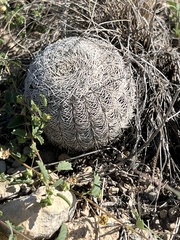 Echinocereus reichenbachii caespitosus
