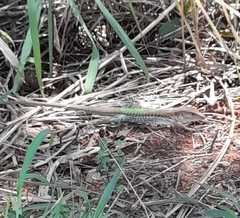 Ameiva ameiva