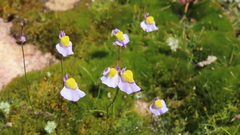 Utricularia bisquamata