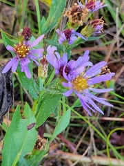 Symphyotrichum laeve