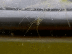 Ostracoda
