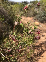 Hermannia hyssopifolia