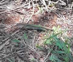 Ameiva ameiva