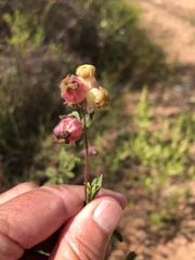 Hermannia hyssopifolia