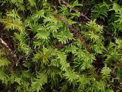 Kindbergia oregana