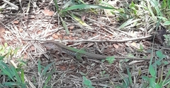 Ameiva ameiva