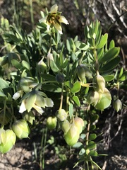 Roepera sessilifolia