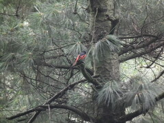 Pericrocotus ethologus