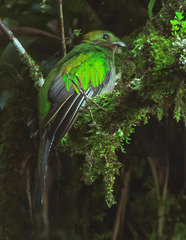 Pharomachrus mocinno