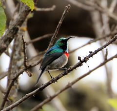 Cinnyris chalybeus subalaris