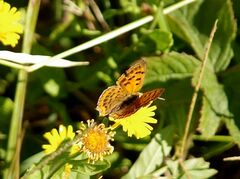 Lycaena ottomanus