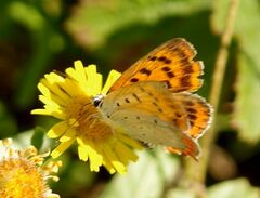 Lycaena ottomanus