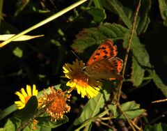 Lycaena ottomanus