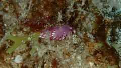 Flabellina llerae