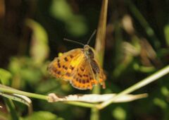 Lycaena ottomanus