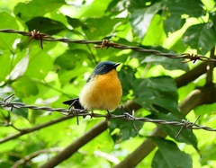 Cyornis tickelliae