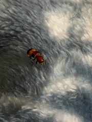 Enoclerus ichneumoneus