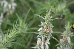 Monarda citriodora austromontana