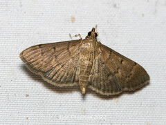 Herpetogramma