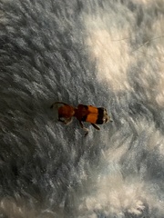 Enoclerus ichneumoneus