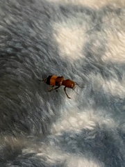 Enoclerus ichneumoneus