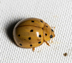 Harmonia sedecimnotata