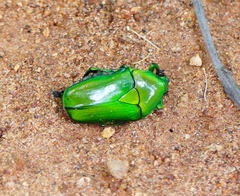 Heterorrhina elegans